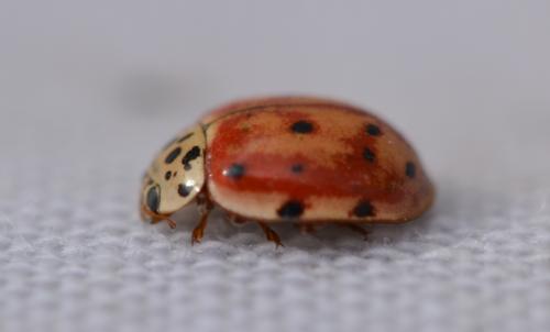 Harmonia quadripunctata
